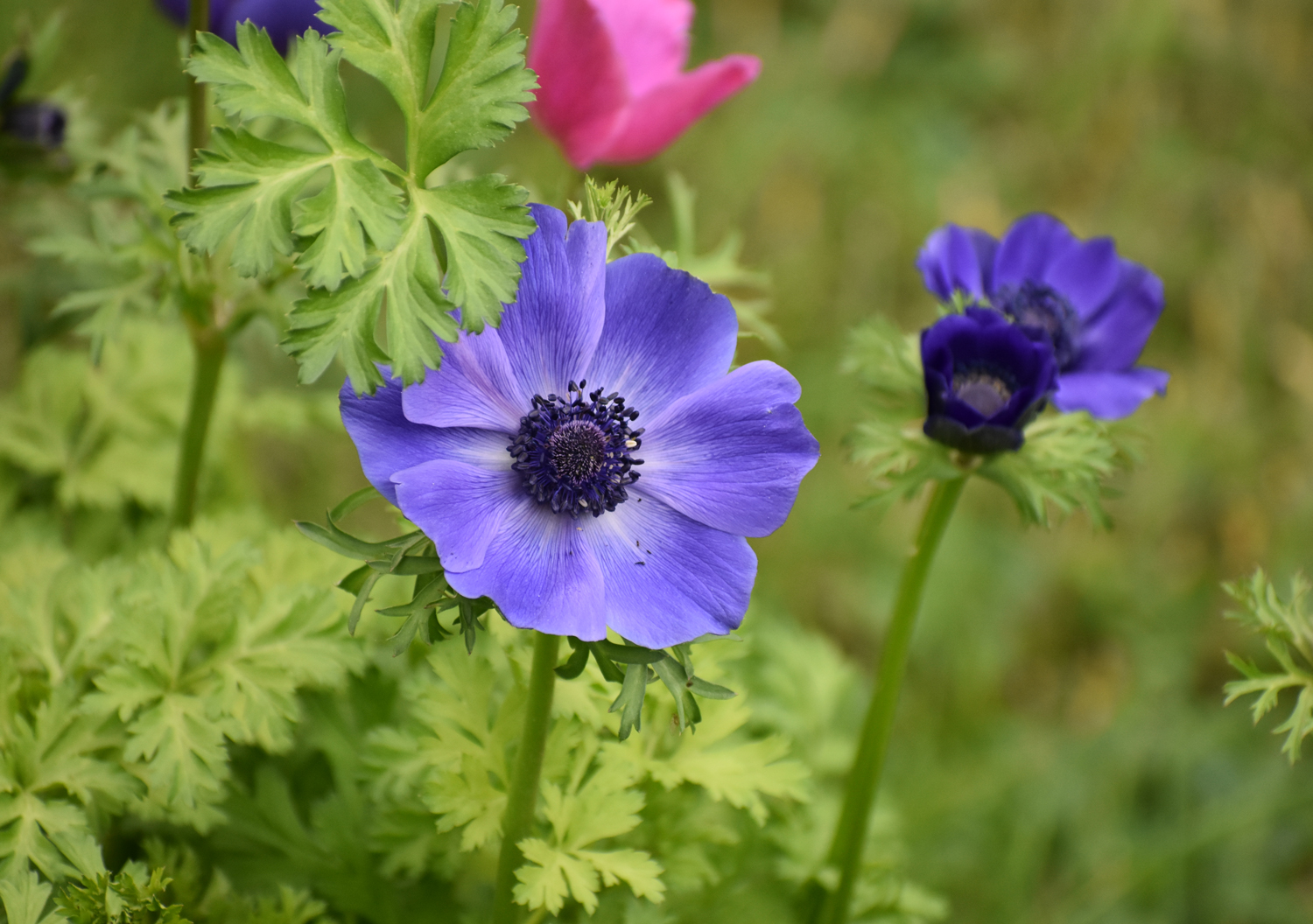 How to Grow Anemones in Cold Climates