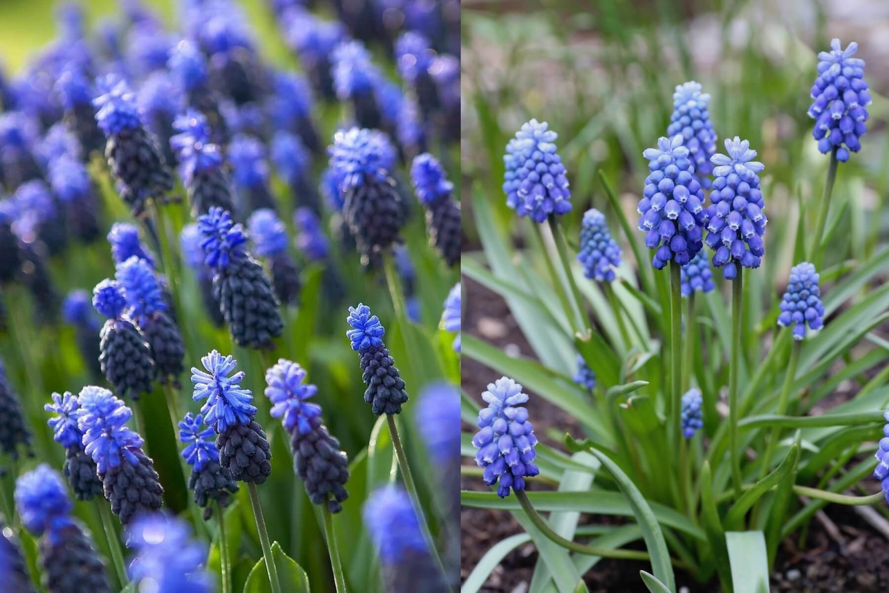 muscari-b.jpg
