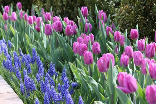 muscari-the-perfect-partner-for-tulips-and-daffodils-1.jpg