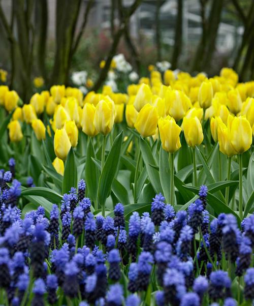muscari-the-perfect-partner-for-tulips-and-daffodils-2.jpg
