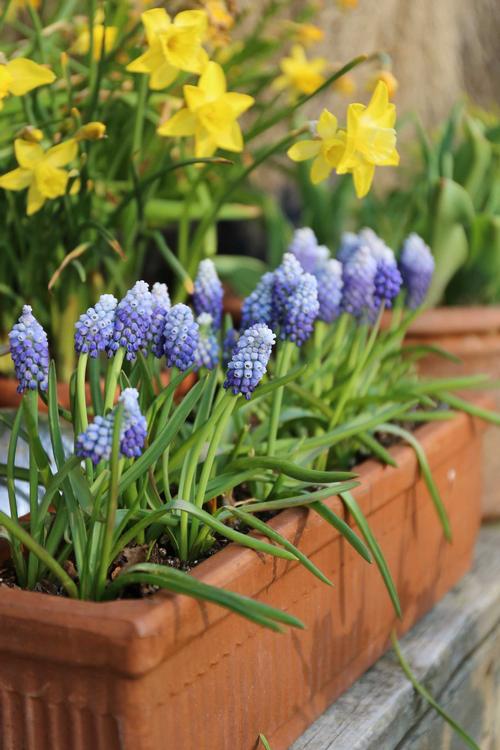 muscari-the-perfect-partner-for-tulips-and-daffodils-4.jpg