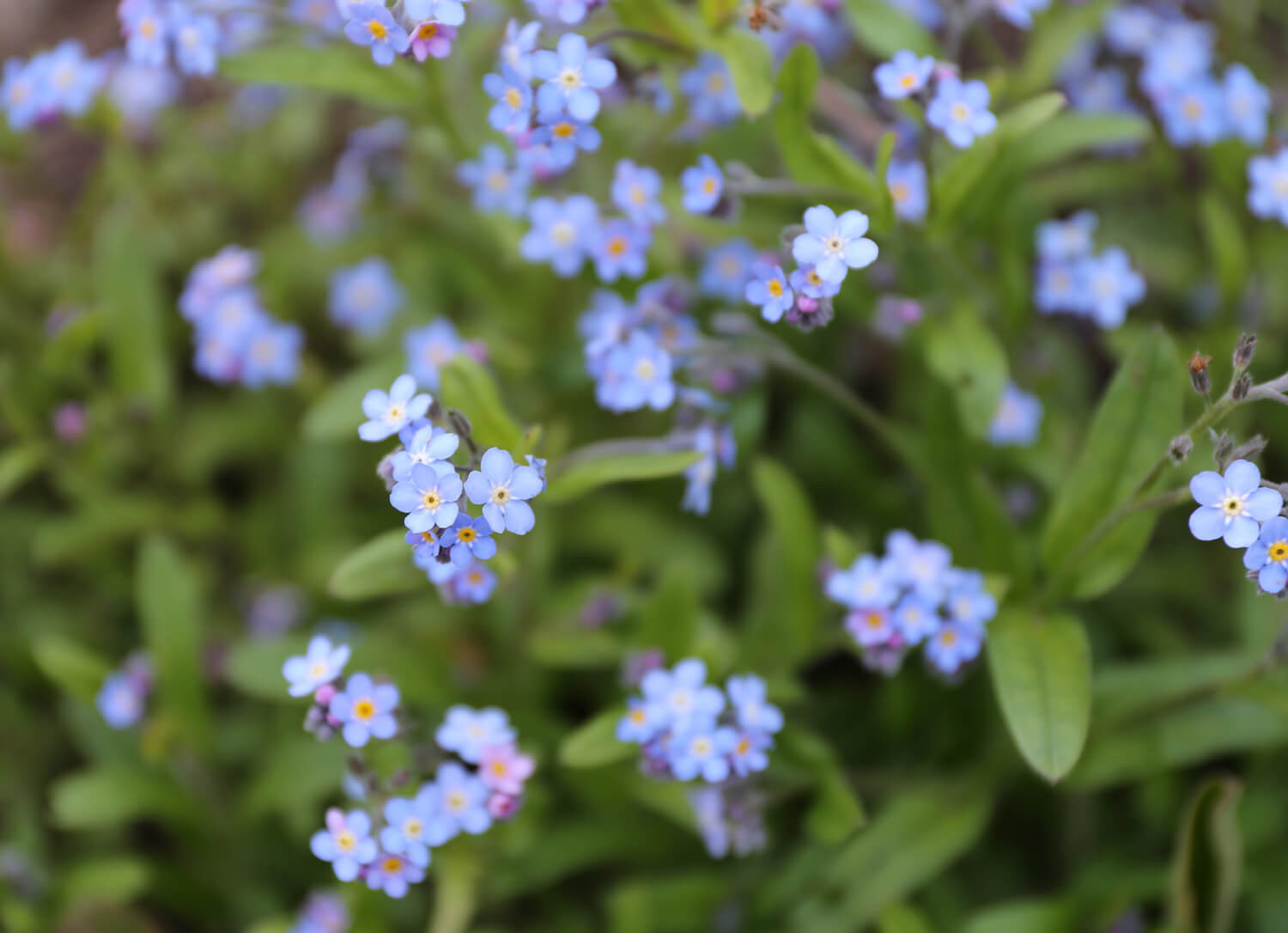 myosotis.jpg