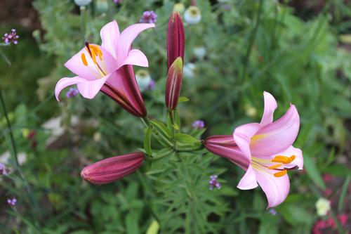 New to Flower Gardening? Here's Where to Start