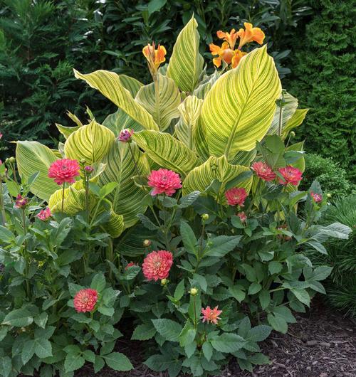 How to Start a Cut Flower Garden for Beginners • Gardenary