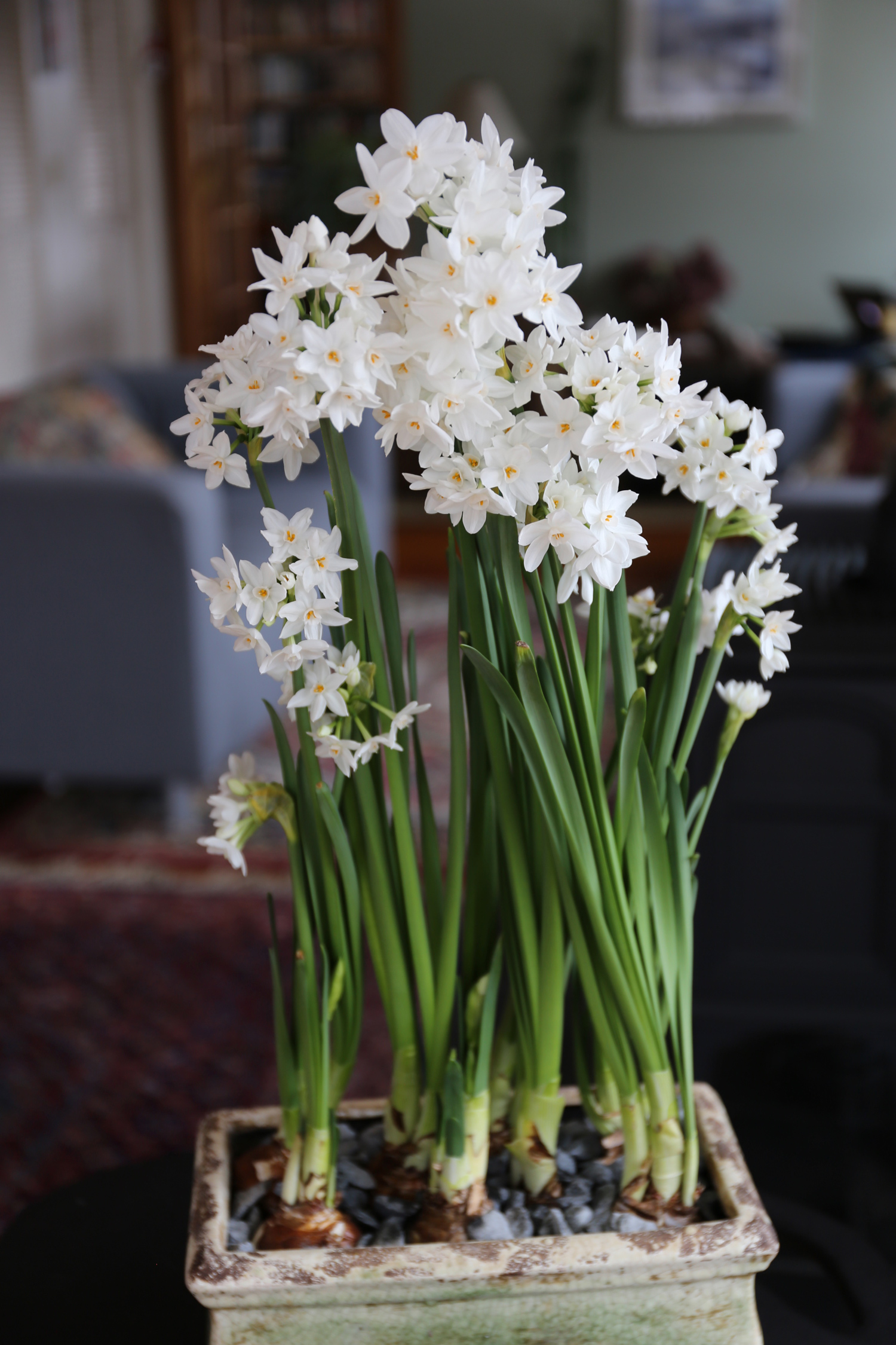 paperwhites-12.jpg