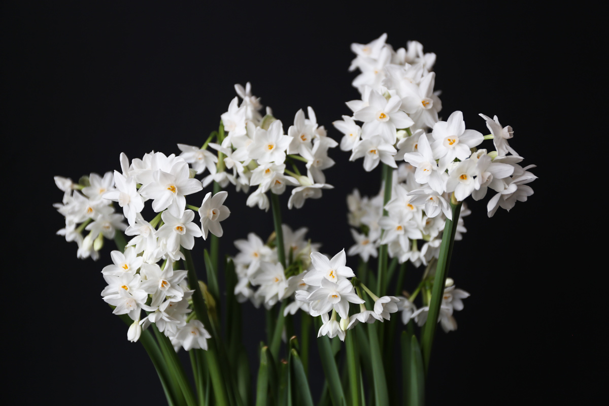 paperwhites-4.jpg