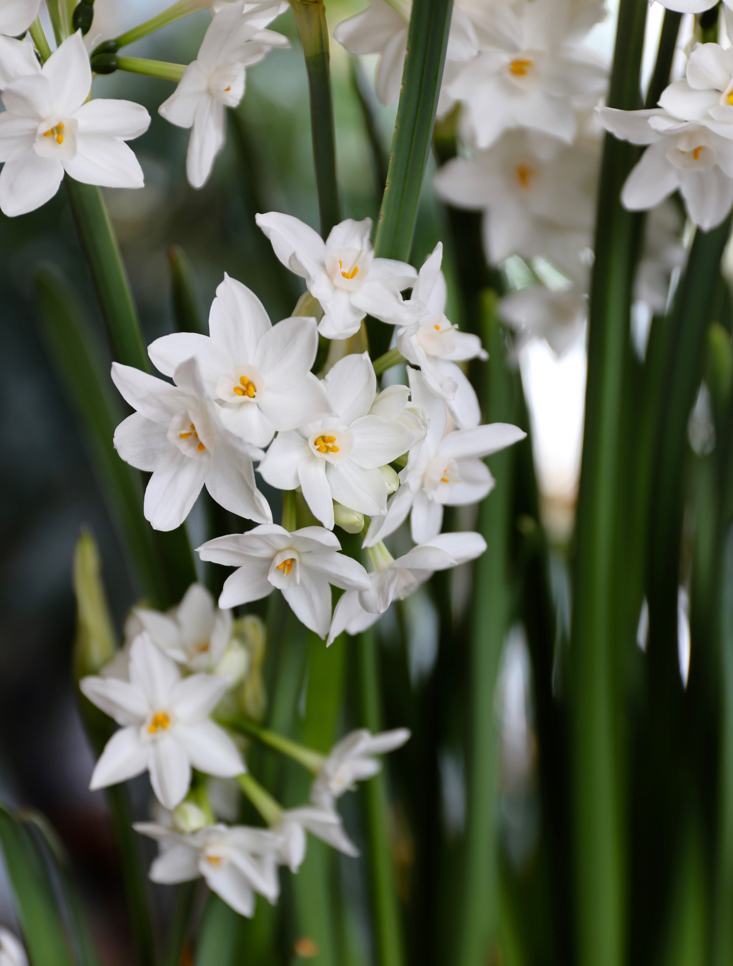 paperwhites-9.jpg