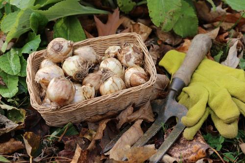 planning-and-selecting-fall-planted-bulbs6.jpg