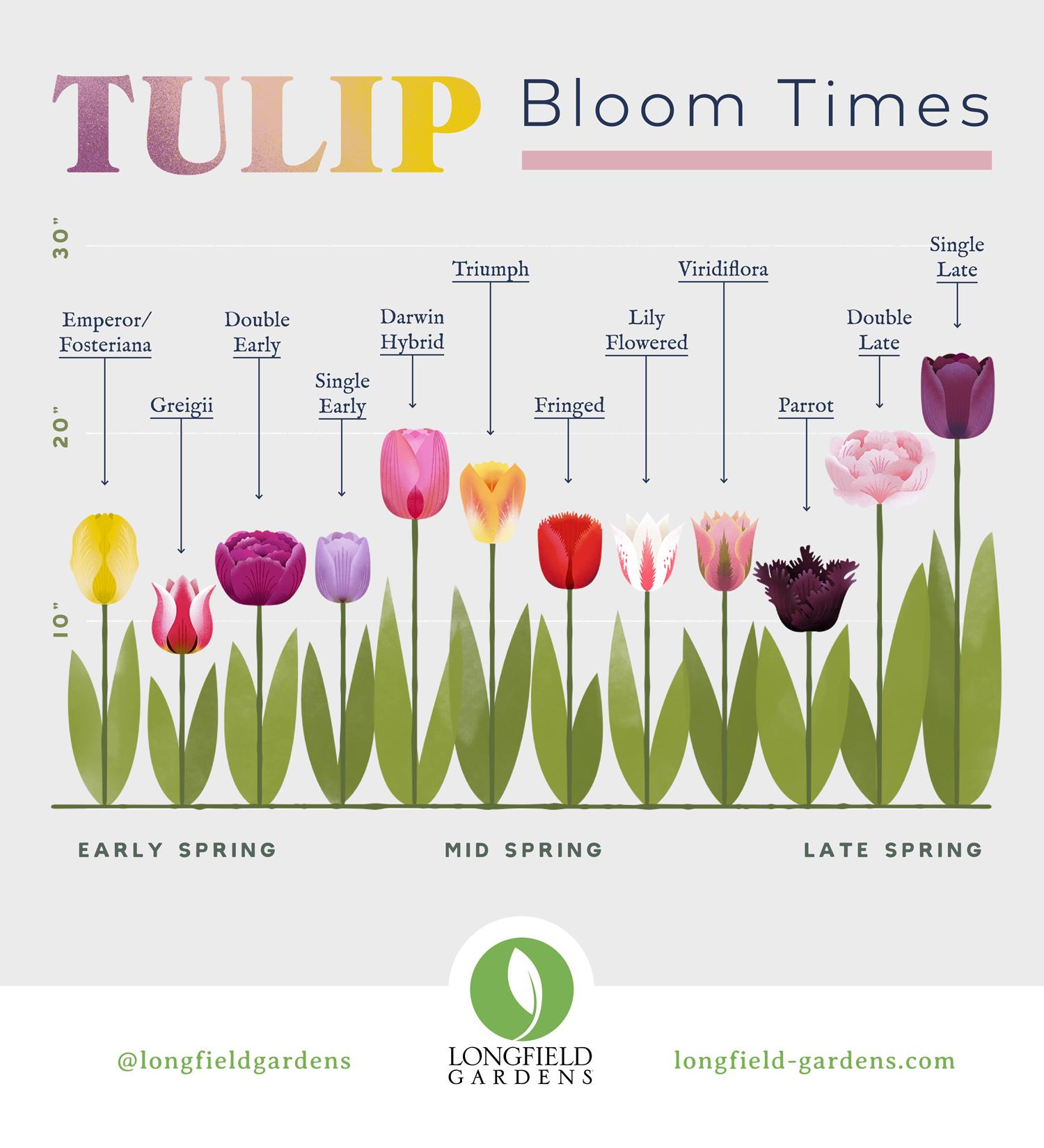 Planning Guide for Tulips