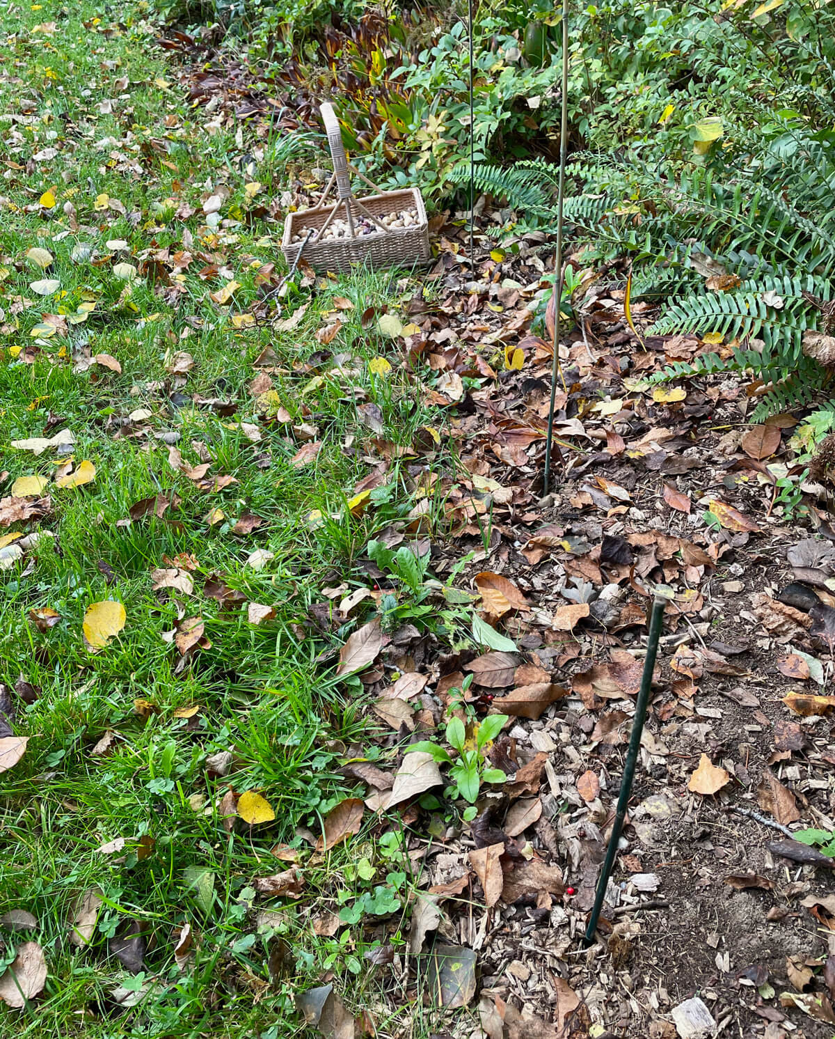 planting-site.jpg