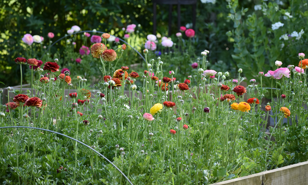 ranunculus-beds.jpg