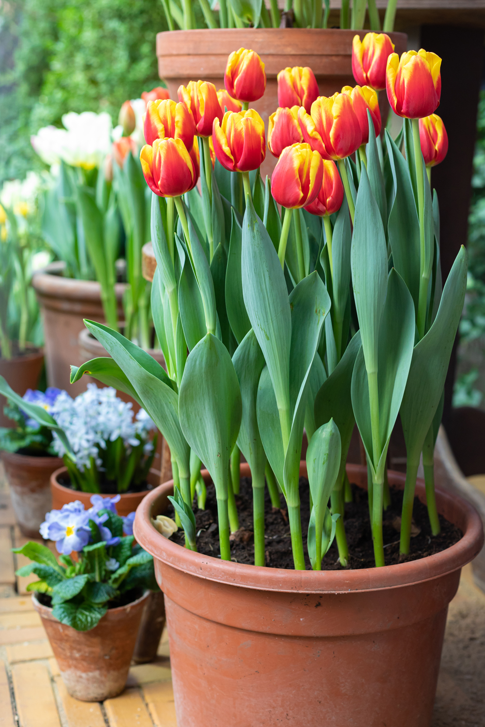 red-and-yellow-potted-tulips.jpg