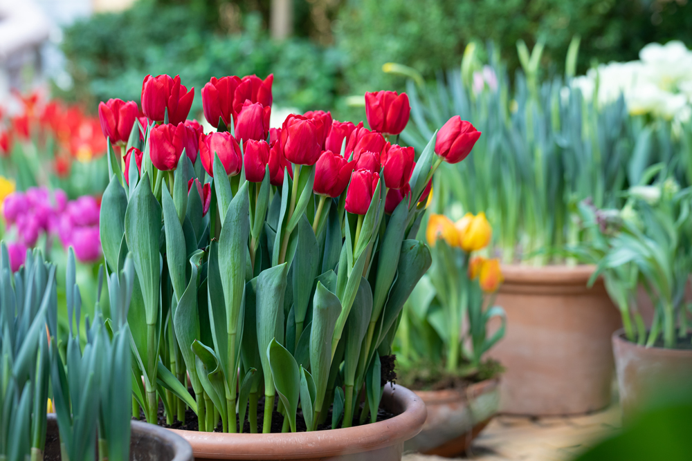 red-potted-tulips.jpg