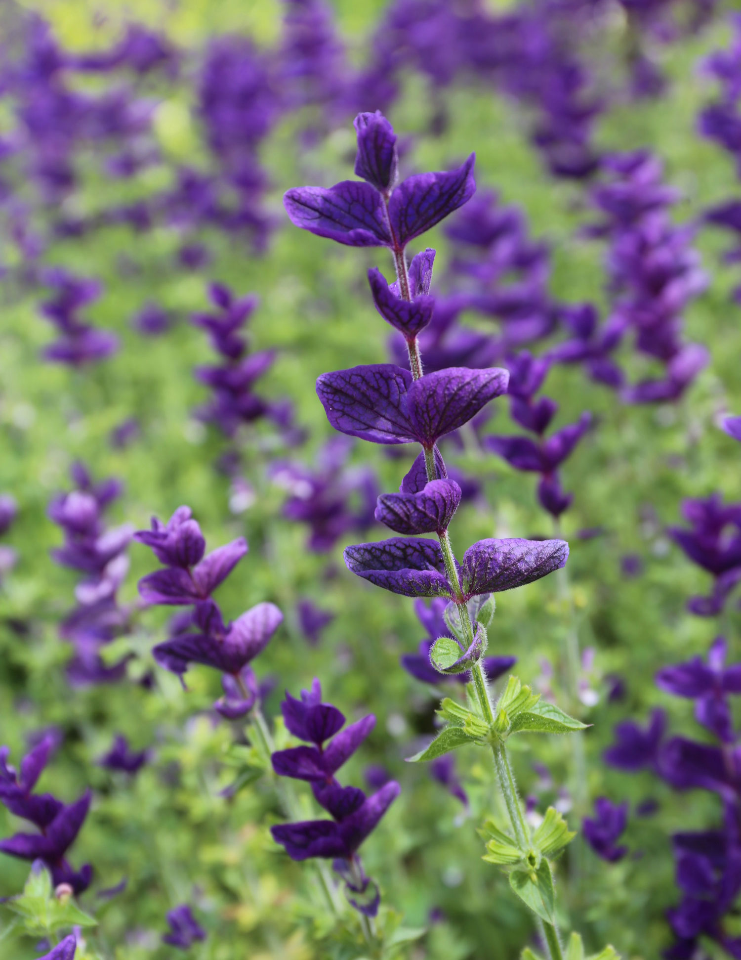 salvia-horminium.jpg