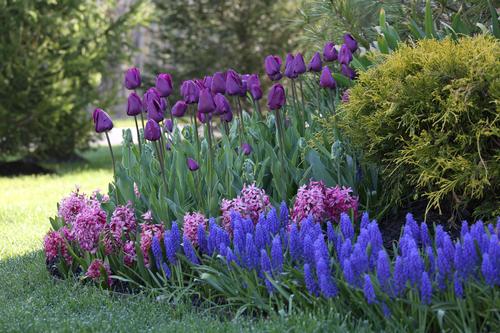 spring-blooming-bulbs-for-shady-gardens-4.jpg