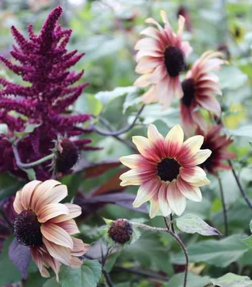 The gardening show was boring so we planted our own seeds