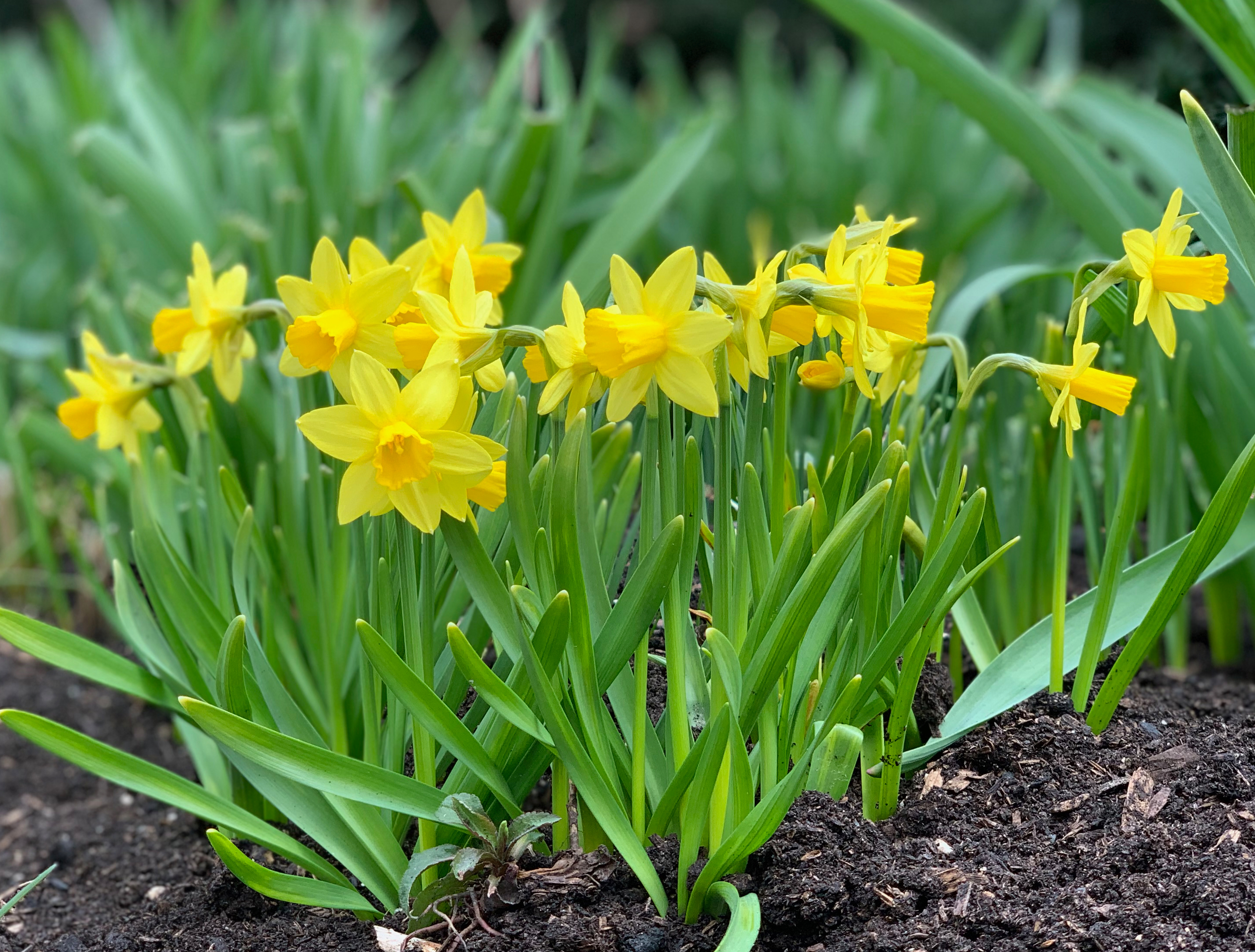 Image of Daffodils plants