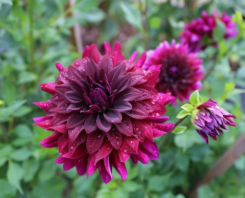 tips-for-growing-dahlias-in-hot-weather4.jpg