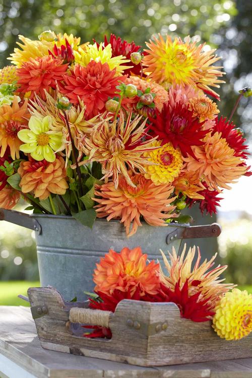tips-for-growing-dahlias-in-hot-weather7.jpg