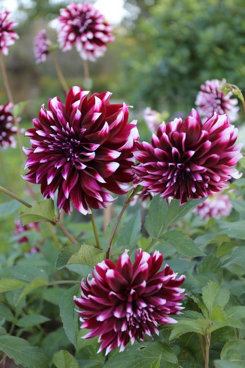 tips-for-growing-dahlias-in-hot-weather8.jpg