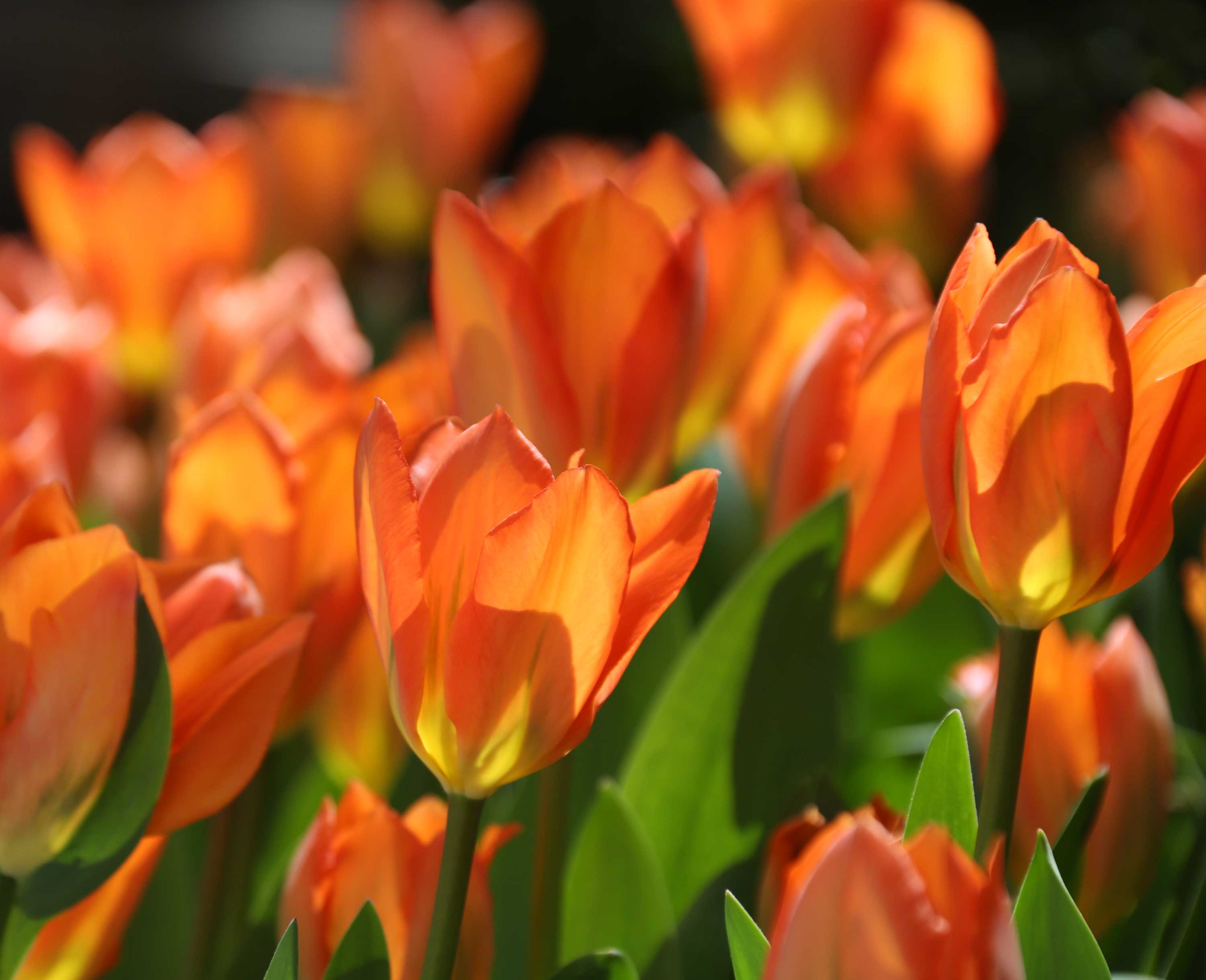 15+ orange tulips 🧡 🌷 Discover the beauty and variety of this vibrant  bloom!