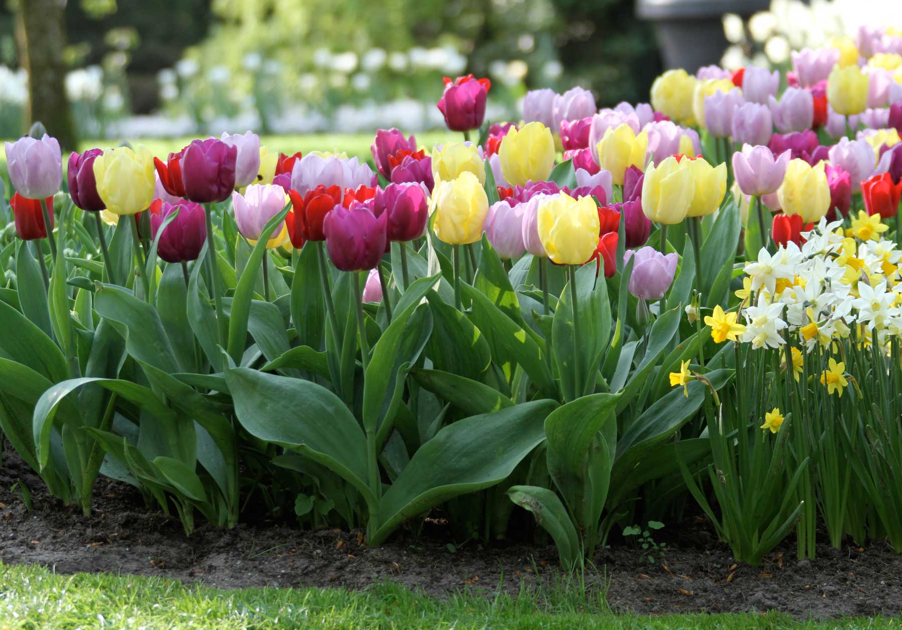 tulips-by-bloom-time-3.jpg