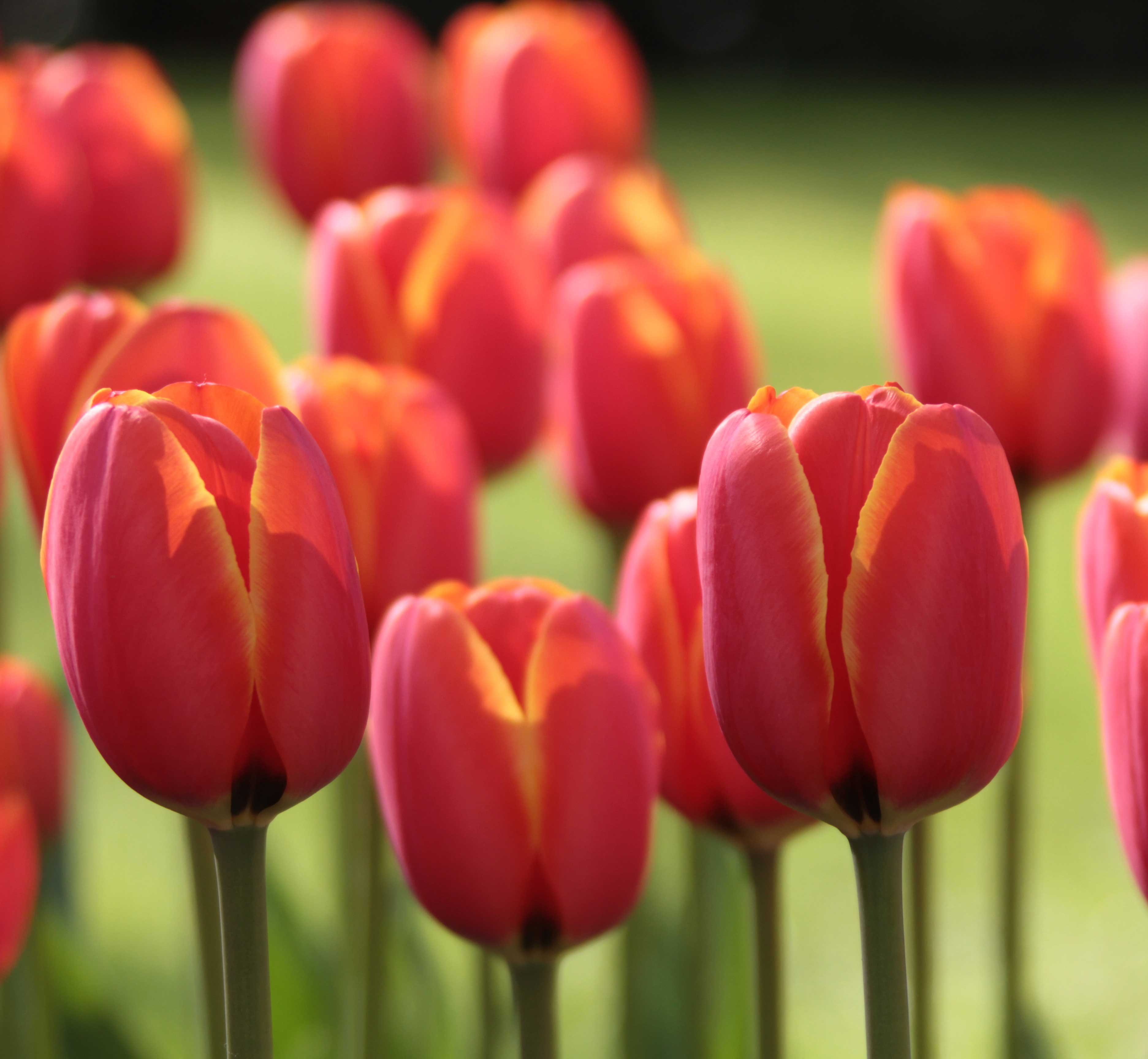 Tulips By Bloom Time