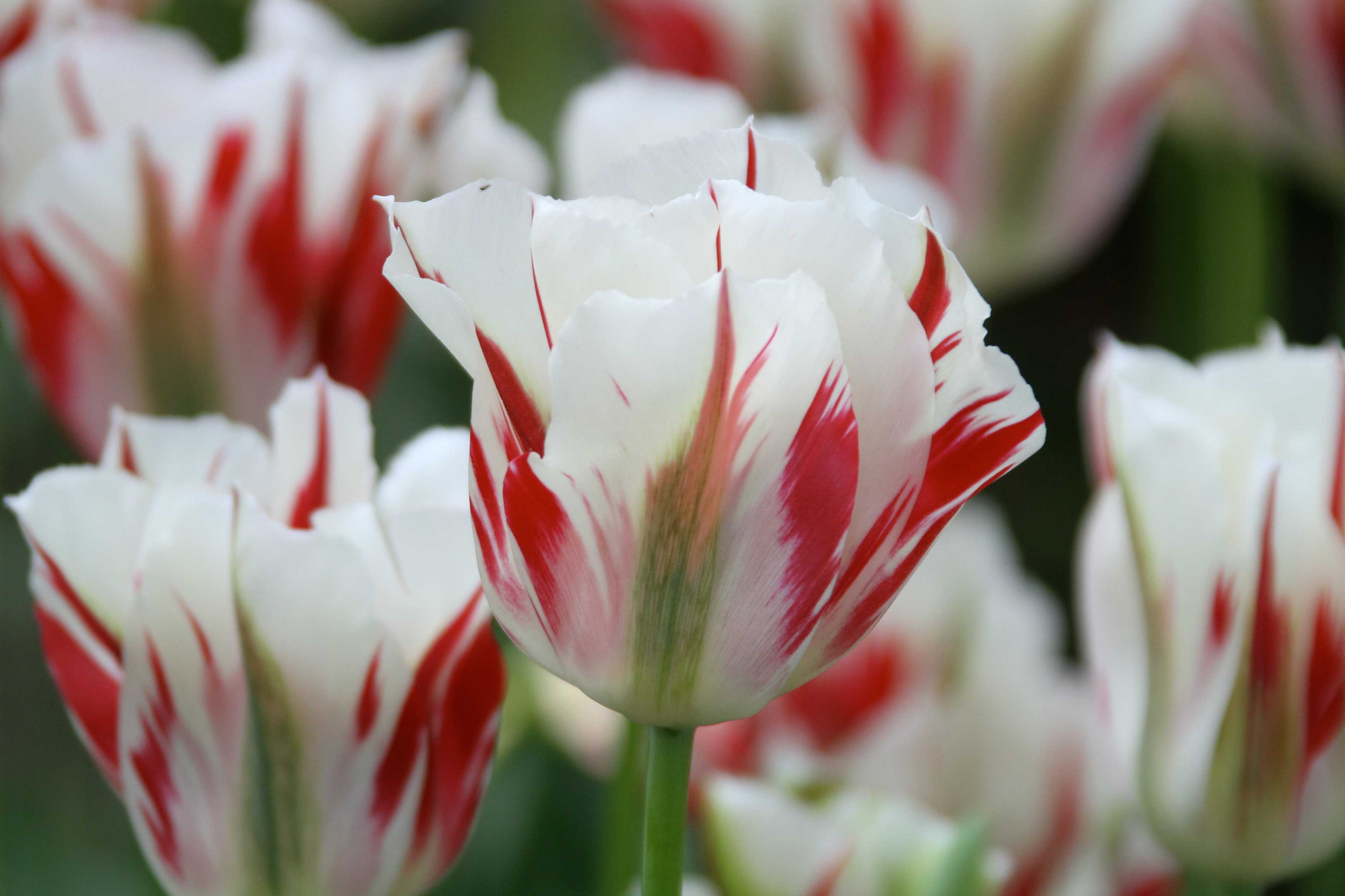 tulips-by-bloom-time-7.jpg