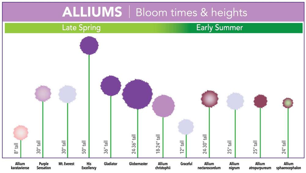 types-of-allium-7.jpg