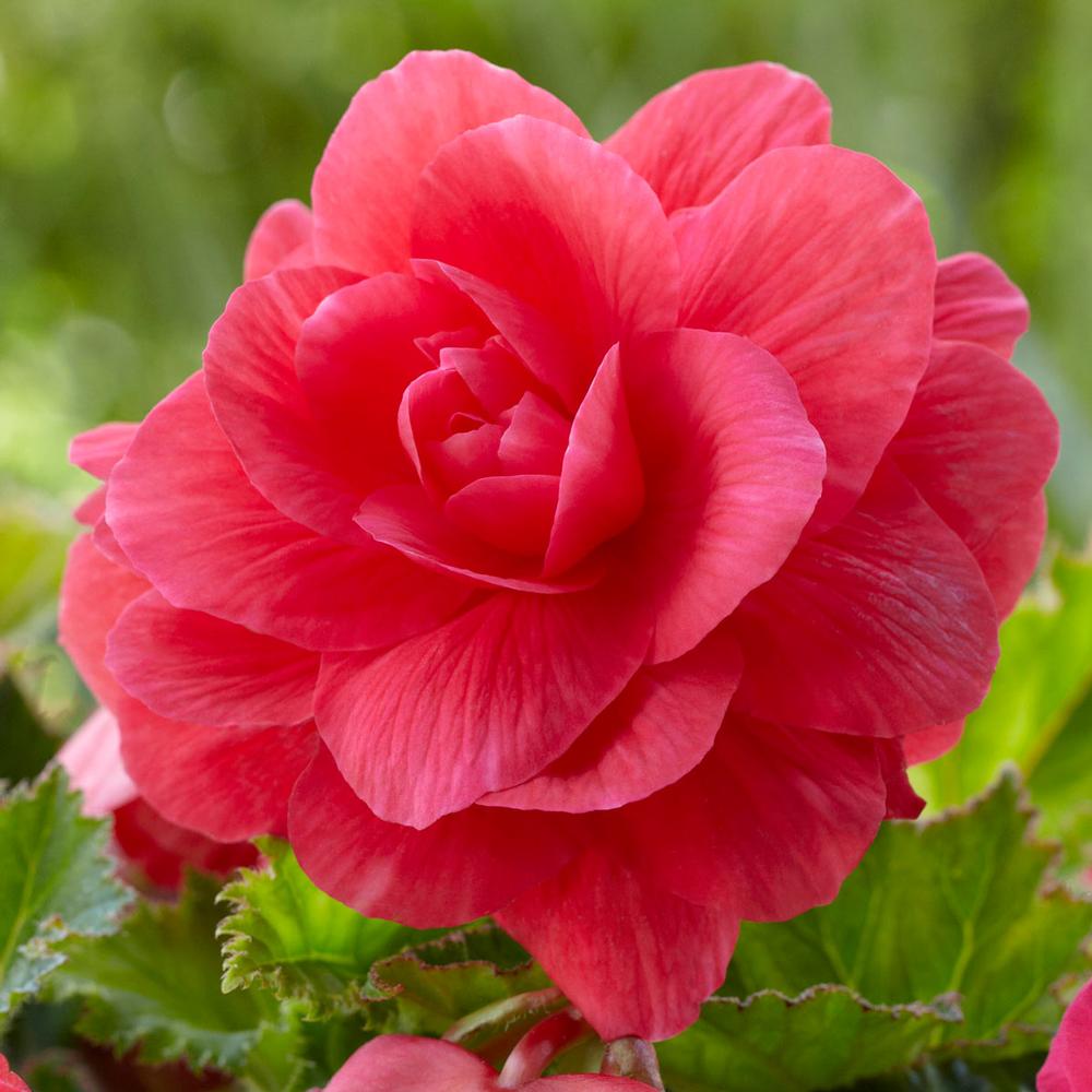 types-of-begonias2.jpg