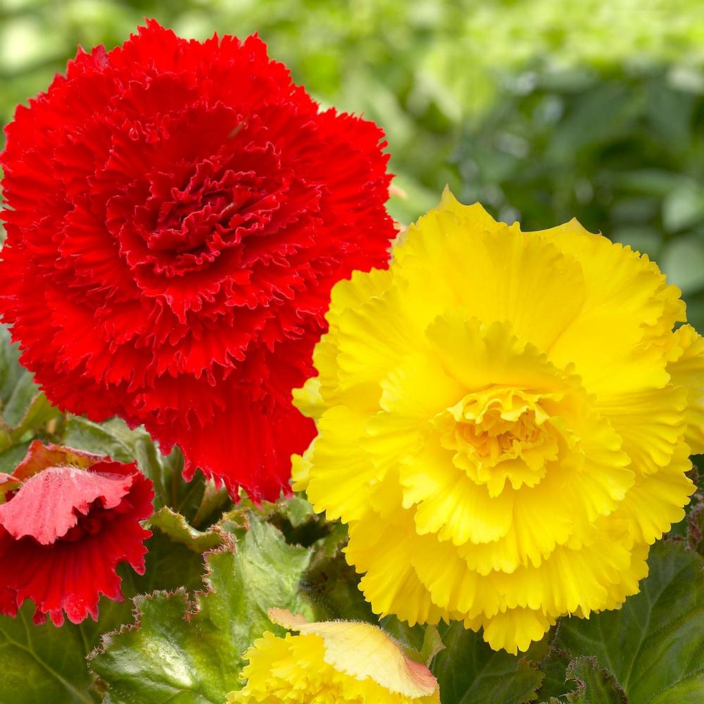 types-of-begonias3.jpg