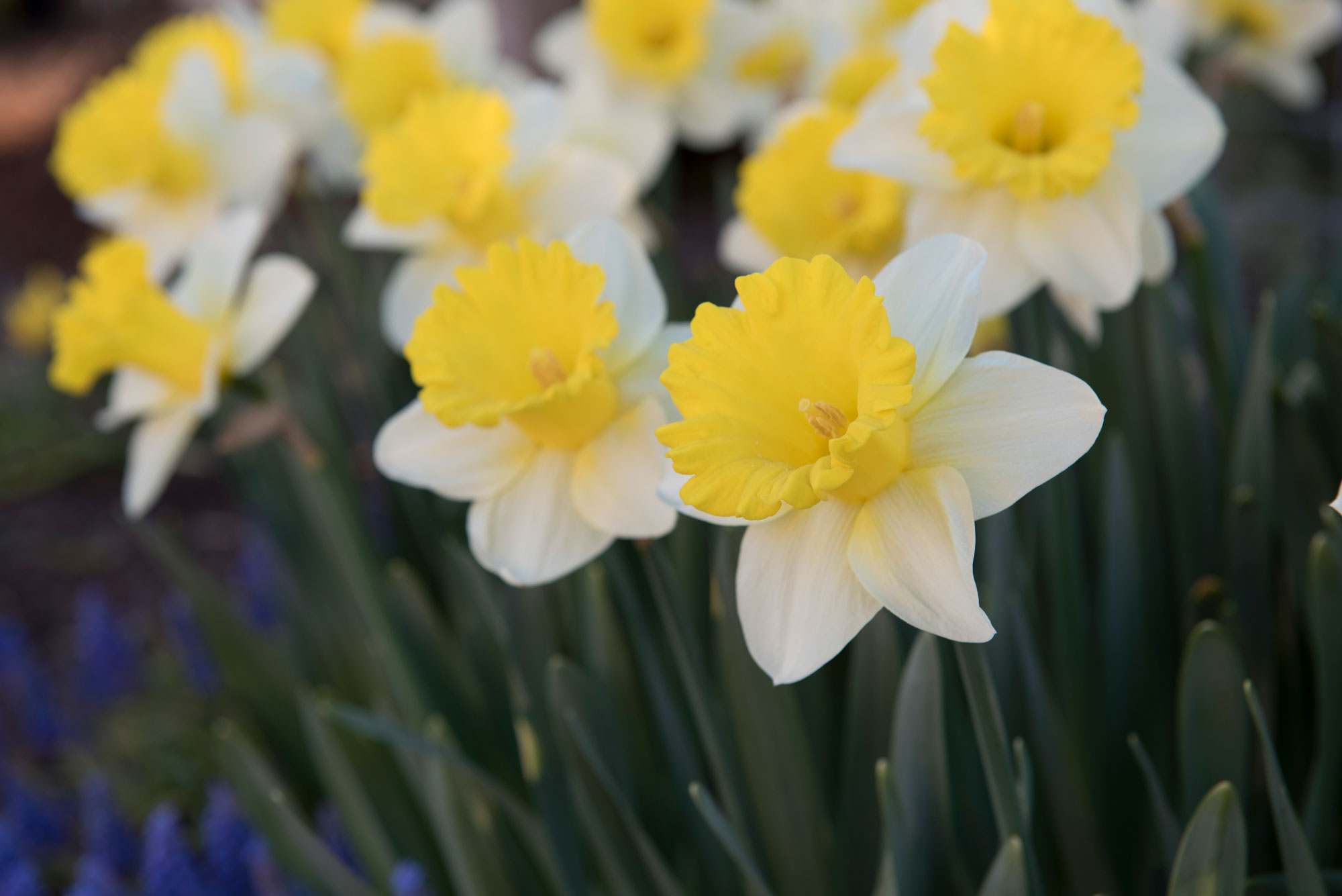 The best daffodil varieties that bloom all spring - Saga