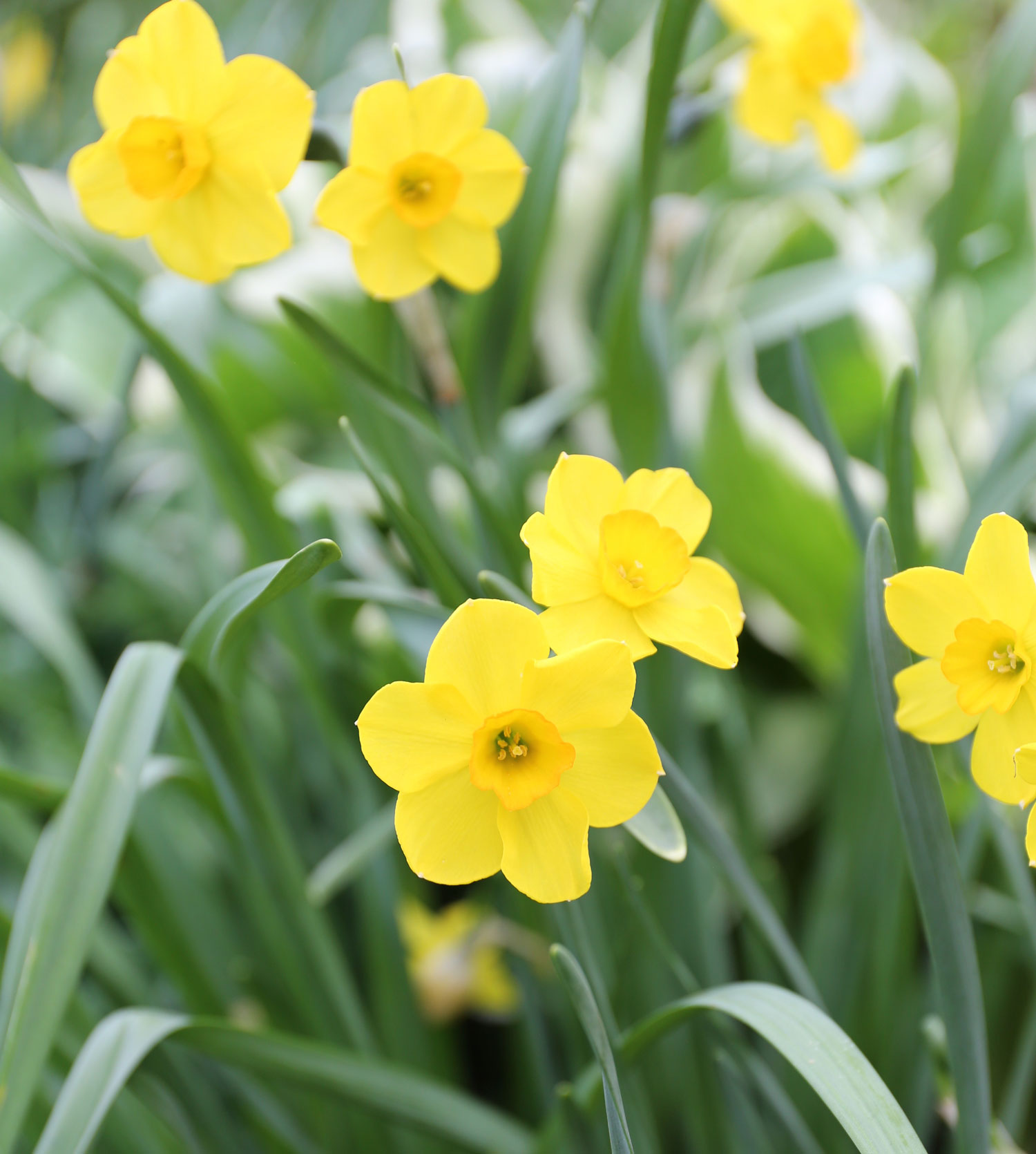 names of yellow spring flowers