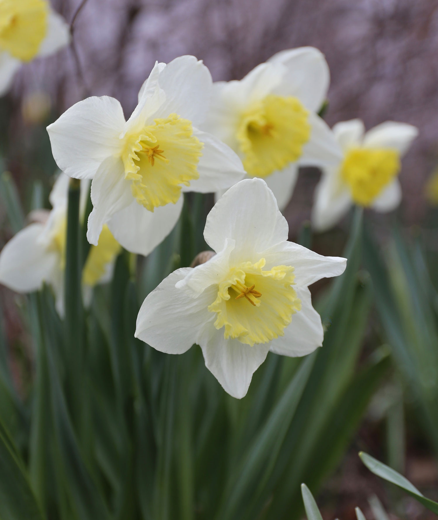 Daffodil  About Flowers