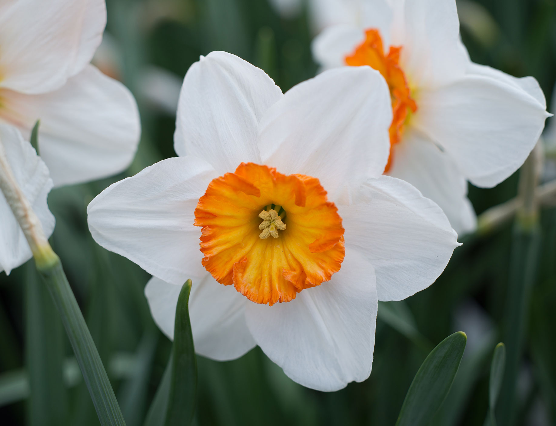 15 Great Types of Daffodils