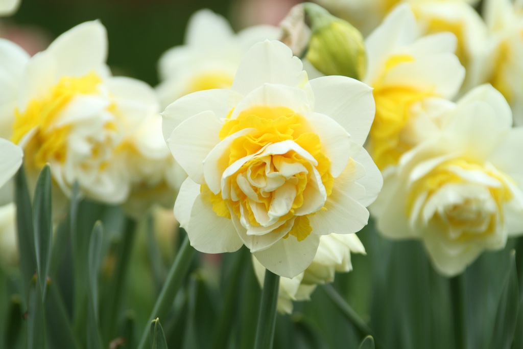 types-of-daffodils-to-know-and-grow-4.jpg