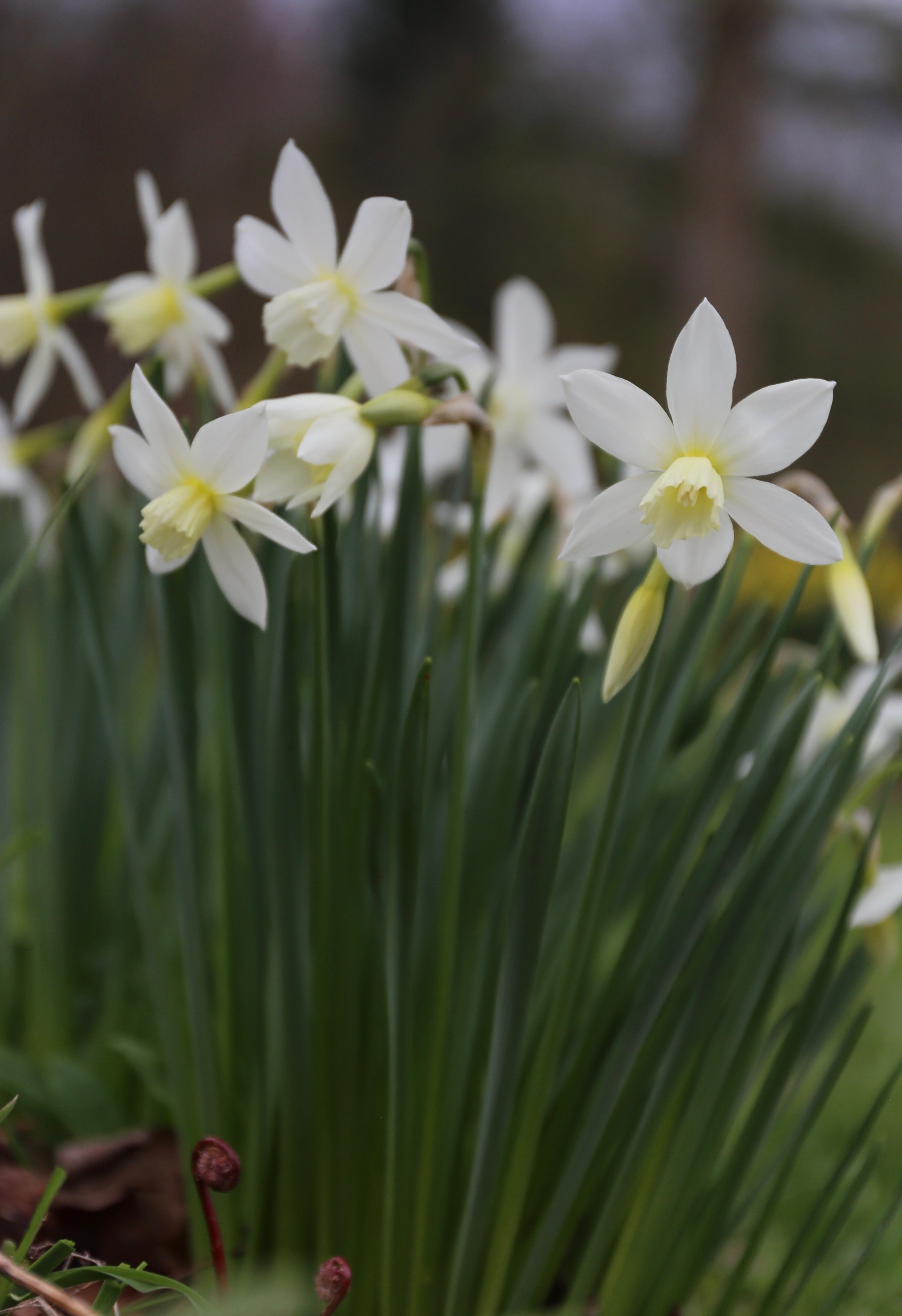 white daffodil flower