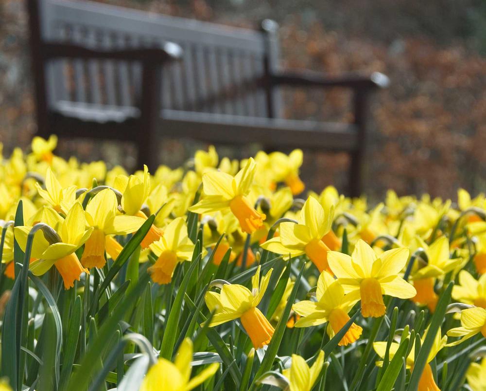 Types of Daffodils to Know and Grow