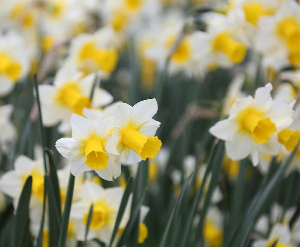 types-of-daffodils-to-know-and-grow-7.jpg