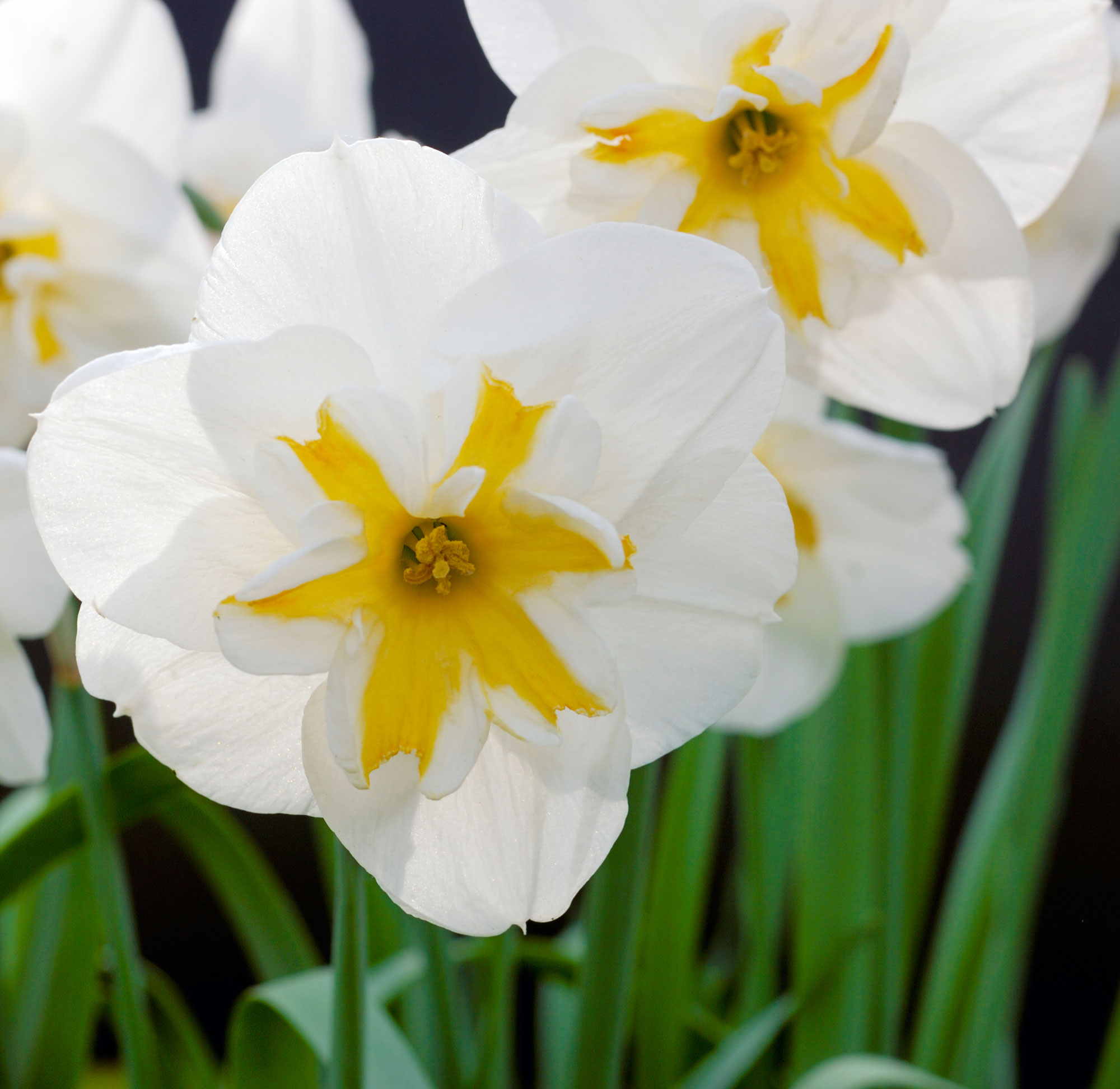 Types of Daffodils to Know and Grow