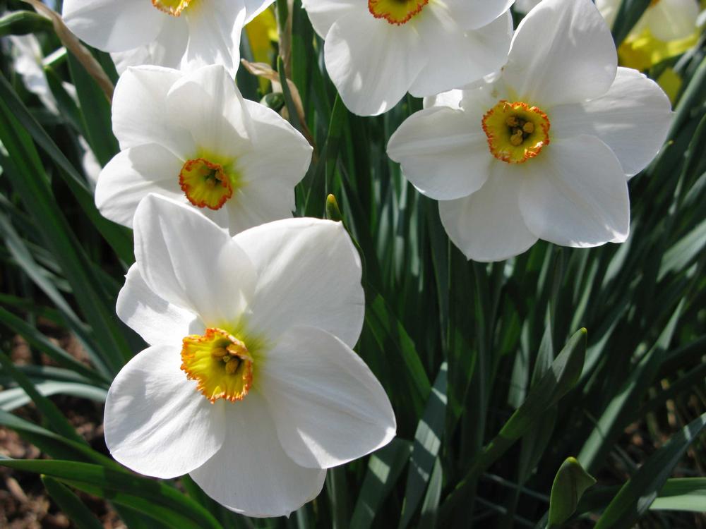 types-of-daffodils-to-know-and-grow-9.jpg