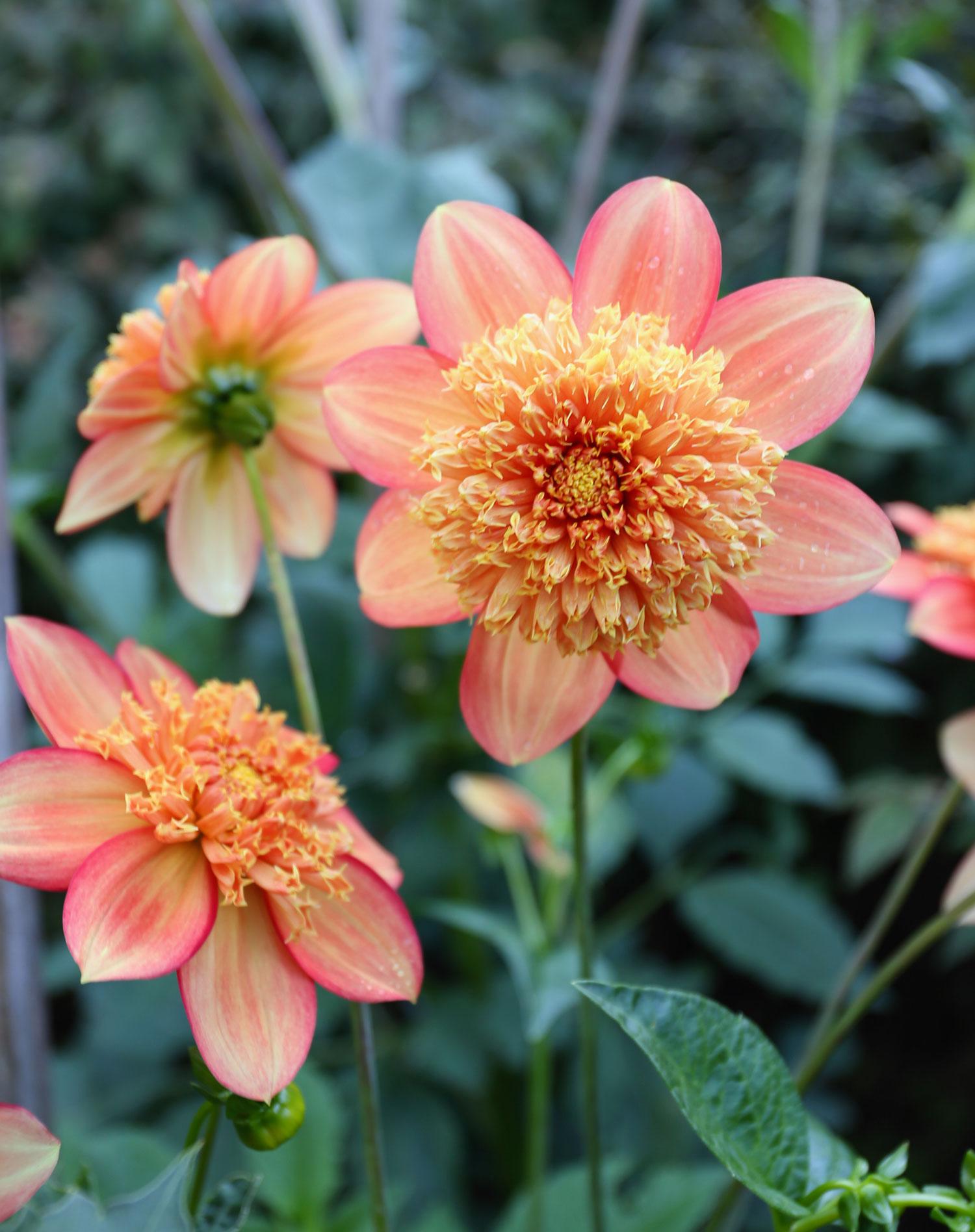 types-of-dahlias-8-great-looks1.jpg