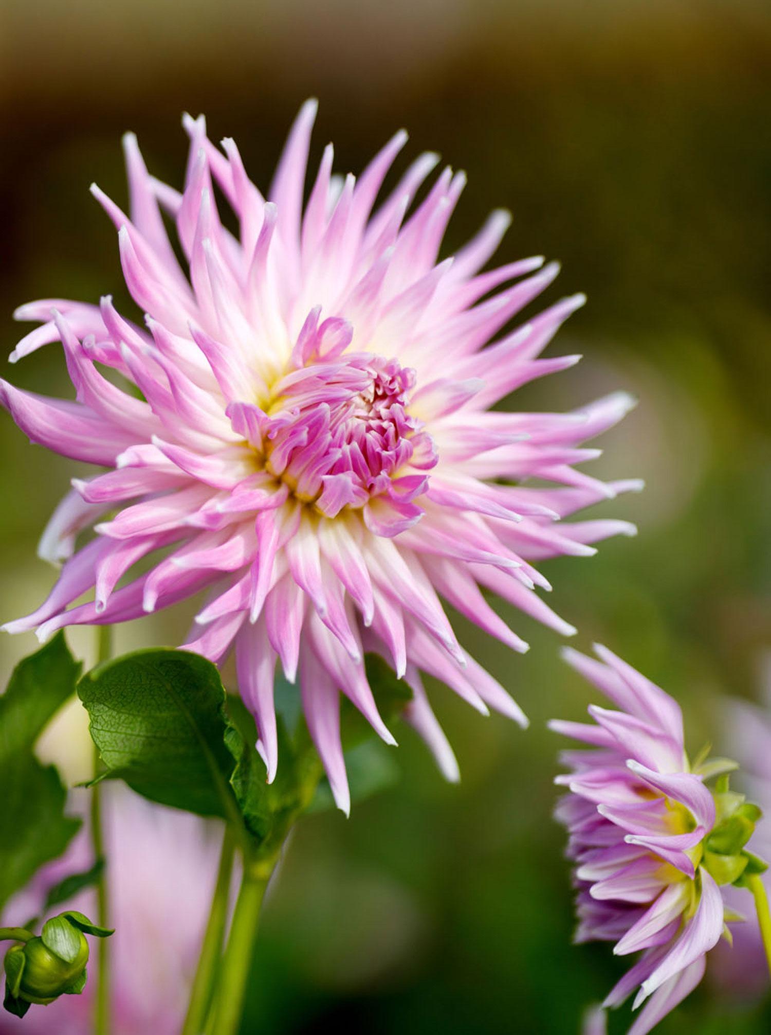 purple and white dahlia varieties