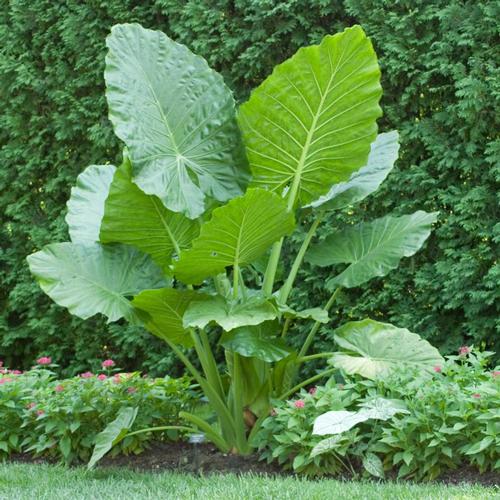 Tips For Growing Elephant Ears In Containers Horticulture