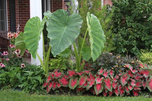 Types of Elephant Ears