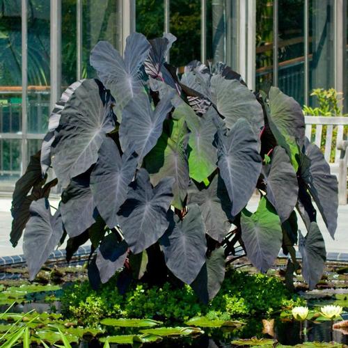 Variegated Plant Bulb Colocasia Limeade esculenta Variegated Upright