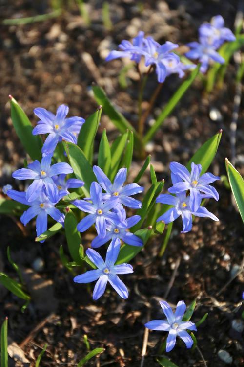 which-spring-blooming-bulbs-are-perennial4.jpg