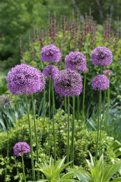 Buy Flower Bulbs Online  Perennial Flower Bulbs For Sale