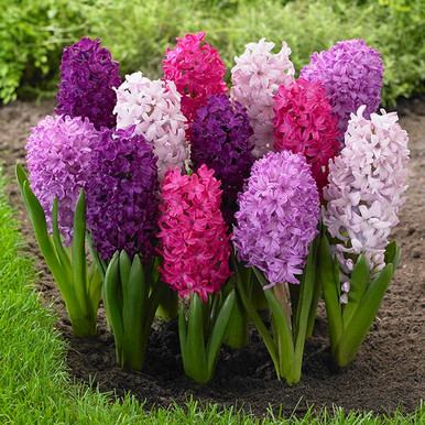 カラーリング・白髪染め Hyacinthus Hyacinth Orientalis Fierce Mix - 10 bulbs - Longfield Gardens