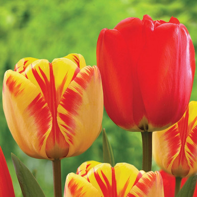 Tulip Darwin Hybrid Banja Luka & Red Impression - 40 bulbs - Longfield ...